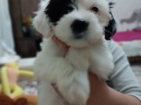 Terier Malta Maltese maltipoo Sıfırboy