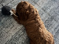 Acil sahiplendirilecek yavru toy poodle