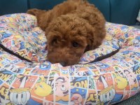 Son erkek poodle yavrum çok iyi fiyat