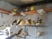 Huzurr arayan kafa dinlemek ruhunu rahatlamak isteyenlere