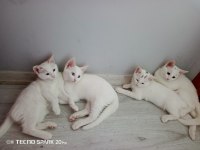 2 Dişi Ve 2 Erkek Kediler