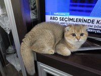 Golden Scottish Fold Erkek Yavru