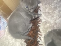British shorthair yavru kedilerim