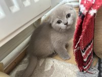 Şekermi şeker bebek kedilerim
