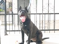 PANTER CANE CORSO