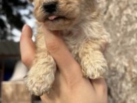 A+a kalite ped eğitimli maltipoo bebekler