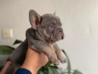 Üst Düzey Mavi Gözlü French Bulldog Yavrularımız