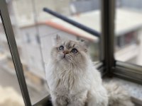 British Shorthair Ücretsiz Sahiplendirilecektir