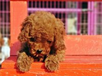 Poodle en özel yavrular
