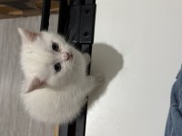 2 aylık british shorthair bebişlere yuva arıyorum