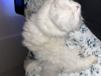 1 yaşında scottish fold beyaz