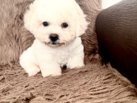3,5 aylık erkek bichon frise