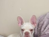İSABELLA TAN PLATİNİUM ERKEK EGZOTİC FRENCH BULLDOG