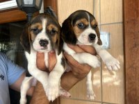 Beagle Yavrular