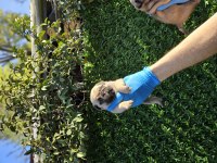 MUHTEŞEM PUG MOBS YAVRULARIMIZ