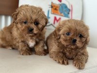 Petmode köpek çiftliğinde ziyarete açık kore maltipoo