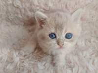 Golden British Shorthair Kızlar Serisi