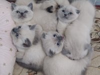 BLUE POİNT BRİTİSH SHORTHAİR YAVRULAR