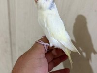 30 GÜNLÜK HARİKA ERKEK BEBEK MUHABBET KUŞU
