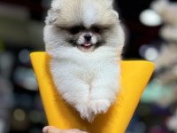 En özel renk pomeranian