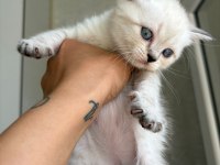 British shorthair kediler
