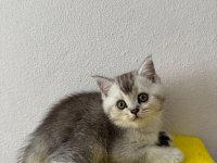 British shorthair yavrumuz