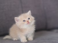 Safkan British Shorthair cy 12 erkek
