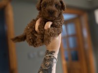 12 yıllık Üreticiden Toy Poodle Yavruları