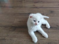 Bembeyaz scottish fold yavru yeni ailesini arıyor