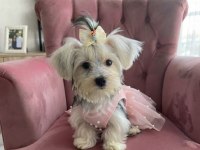 İlk Defa Köpek Bakacaksanız Tam Size Göre