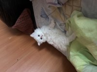 Dünya güzeli british longhair bebeğim