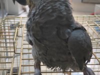 Bebek jako papağanı açıklamayı okumadan aramayın takas olur