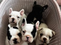 Yeni aileye hazır french bulldog yavrular