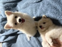 Pomeranian spitz yavrular
