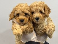Poodle bebekler
