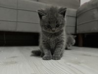 Erkek british shorthair sağlıklı oyuncu