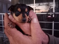 2 Aylık Sağlıklı Oyun Delisi Ev Ortamından Yavru Köpekler