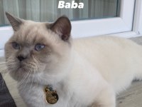 Blue point beyaz british shorthair