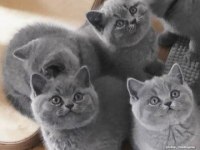 British Shorthair Ve Farklı Tür Bebek Kediler
