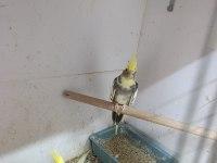 Çift sultan papağanı