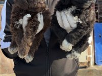 Logotto romanov türüf mantarı köpeği 