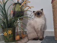 2 yaşında blue point scottish fold