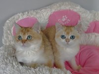 Scr li anne babadan golden ny12 Brıtıah shorthair 