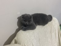 Scottish fold kedimizi sahiplendirme
