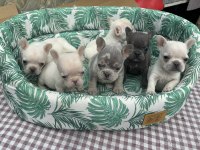 Egzotik French Bulldog A Kalite
