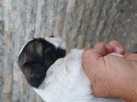 25 günlük aşıları yapılıp sahiplendirilecek pekinez