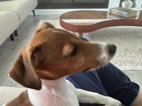 Jack russell iş dolayısıyla sahiplendirmek istiyorum