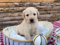 Baby face safkan Golden retriever yavrularımız