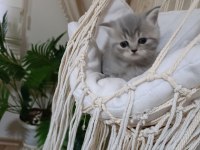 Sevimli british shorthair bebekler