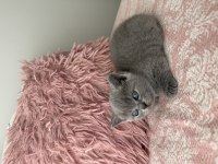 British shorthair 40 günlük dişi kedimiz